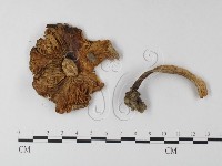 鵝膏屬藏品圖，第3張