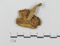 登錄號:F0015828藏品圖，第3張