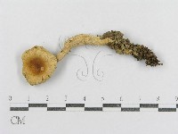 紅菇屬藏品圖，第3張