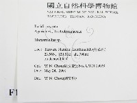 微皮傘屬藏品圖，第2張