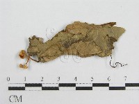 微皮傘屬藏品圖，第3張