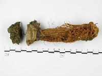 登錄號:F0015833藏品圖，第3張