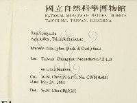 發光小菇藏品圖，第2張