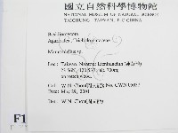 微皮傘屬藏品圖，第2張