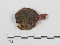 紅菇屬藏品圖，第3張