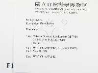 紅菇屬藏品圖，第2張
