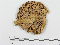 紅菇屬藏品圖，第1張