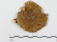 紅菇屬藏品圖，第3張