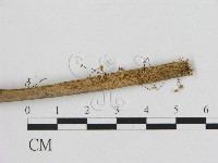 登錄號:F0015839藏品圖，第1張