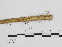 登錄號:F0015839藏品圖，第3張