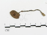 傘菌屬藏品圖，第3張