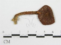 粉褶菌屬藏品圖，第3張