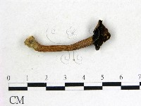 登錄號:F0015842藏品圖，第3張