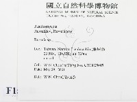 紅菇屬藏品圖，第2張
