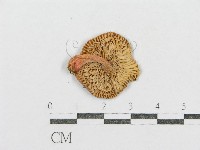 紅菇屬藏品圖，第3張