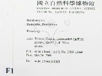 紅菇屬藏品圖，第2張