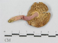 紅菇屬藏品圖，第4張
