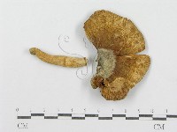 紅菇屬藏品圖，第4張