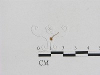 小菇屬藏品圖，第1張
