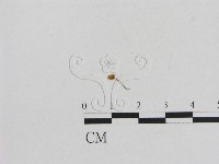 小菇屬藏品圖，第3張