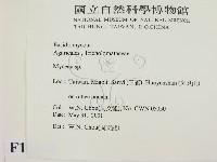 小菇屬藏品圖，第2張