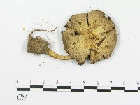 傘菌屬藏品圖，第3張
