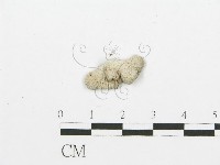 裂褶菌藏品圖，第3張
