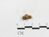 登錄號:F0015852藏品圖，第1張