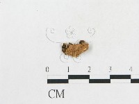 登錄號:F0015852藏品圖，第3張