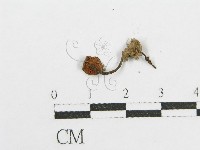 登錄號:F0015853藏品圖，第1張