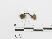 登錄號:F0015853藏品圖，第3張
