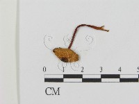 登錄號:F0015855藏品圖，第3張
