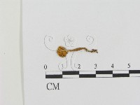 登錄號:F0015856藏品圖，第1張