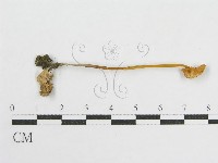 登錄號:F0015858藏品圖，第3張