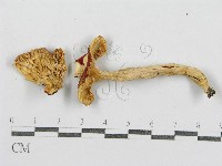 紅菇屬藏品圖，第3張