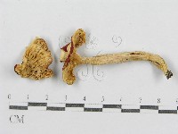 紅菇屬藏品圖，第4張