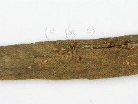 登錄號:F0015863藏品圖，第4張
