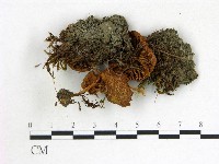 登錄號:F0015868藏品圖，第1張