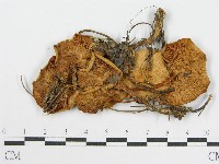 登錄號:F0015869藏品圖，第1張