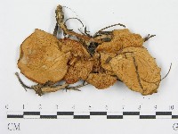 登錄號:F0015869藏品圖，第3張