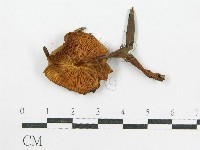 登錄號:F0015870藏品圖，第1張