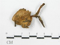 登錄號:F0015870藏品圖，第3張