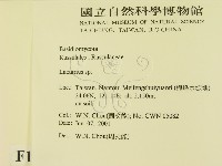 乳菇屬藏品圖，第2張