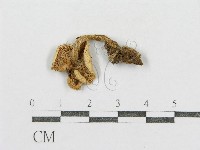 紅菇屬藏品圖，第3張