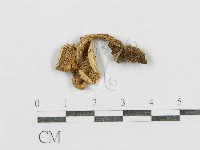 紅菇屬藏品圖，第4張