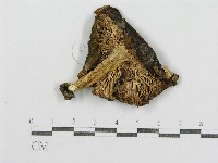 紅菇屬藏品圖，第3張