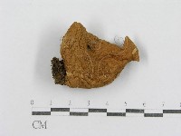 紅菇屬藏品圖，第1張