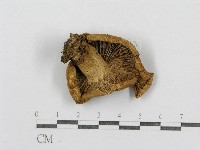 紅菇屬藏品圖，第3張