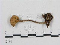 登錄號:F0015876藏品圖，第1張