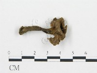 喇叭菌屬藏品圖，第3張